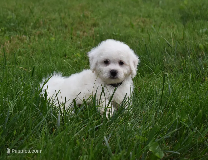   Tyler💙 – Bichon Frise puppy for sale in Fresno, OH
