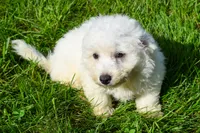  Tucker🐶, a male Bichon Frise for sale in Fresno, OH – 4 of 10