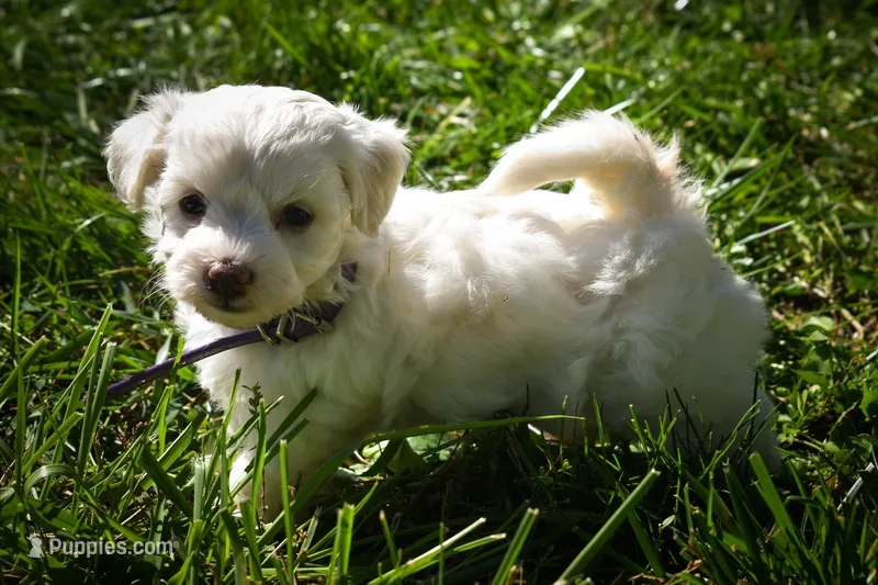 Diamond✨ – Maltese puppy for sale in Fresno, OH
