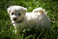 Diamond✨, a female Maltese for sale in Fresno, OH – 1 of 9