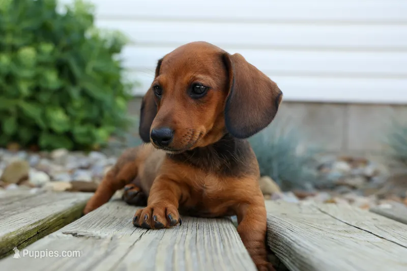 Sabrina 💝 – Dachshund puppy for sale in Fresno, OH