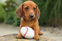 Scooter 🐾, a male Dachshund for sale in Fresno, OH – 6 of 8