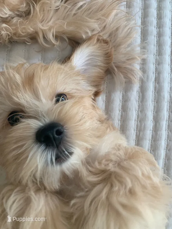 Atlas – Maltipoo puppy for sale in North Port, FL