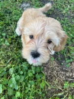 Atlas, a male Maltipoo for sale in North Port, FL – 5 of 6