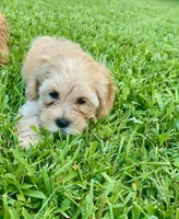Atlas, a male Maltipoo for sale in North Port, FL – 2 of 6
