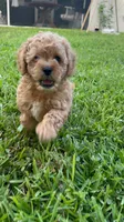 Sage, a male Maltipoo for sale in North Port, FL – 3 of 7