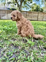 Sage, a male Maltipoo for sale in North Port, FL – 6 of 7