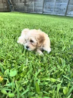 Atlas, a male Maltipoo for sale in North Port, FL – 3 of 6