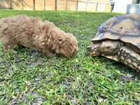 Sage, a male Maltipoo for sale in North Port, FL – 4 of 7