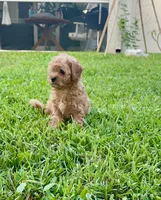 Sage, a male Maltipoo for sale in North Port, FL – 5 of 7