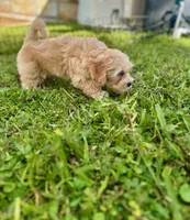 Atlas, a male Maltipoo for sale in North Port, FL – 4 of 6