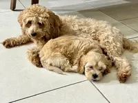 Atlas, a male Maltipoo for sale in North Port, FL – 6 of 6