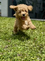 Sage, a male Maltipoo for sale in North Port, FL – 2 of 7