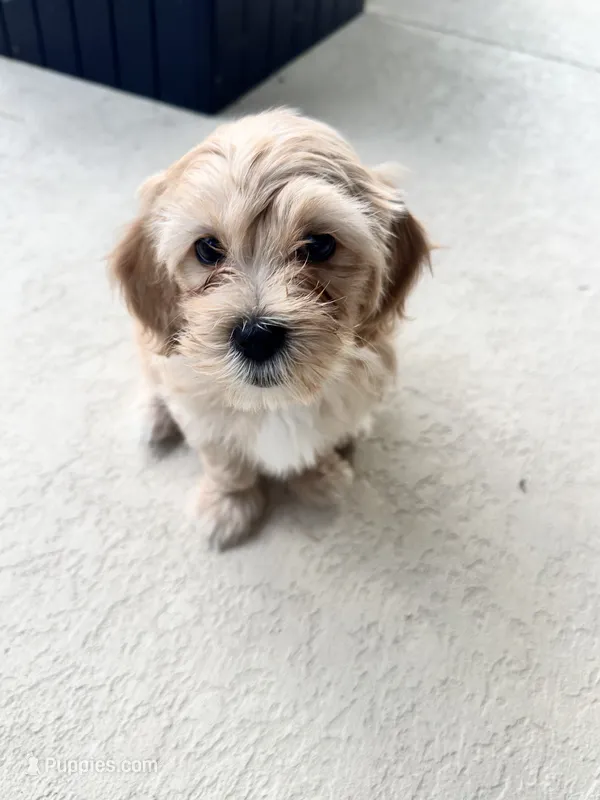 Atlas – Maltipoo puppy for sale in North Port, FL