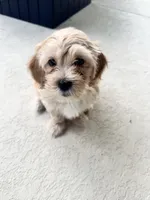 Atlas, a male Maltipoo for sale in North Port, FL – 1 of 6