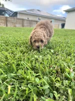 Sage, a male Maltipoo for sale in North Port, FL – 7 of 7