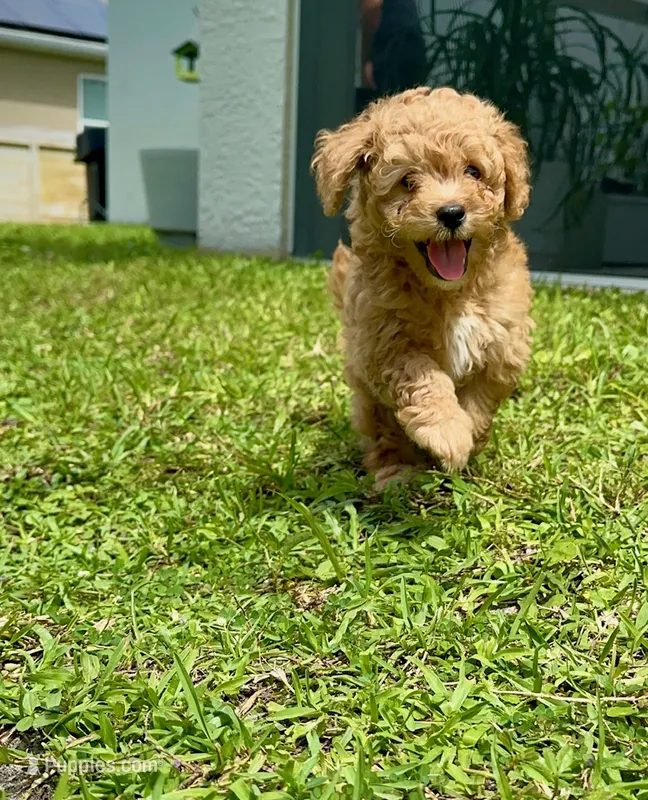 Sage – Maltipoo puppy for sale in North Port, FL