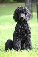 Volcum, a male Poodle - Standard  for sale in Crossville, TN – 2 of 4