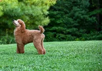 Kira , a female Poodle - Standard  for sale in Crossville, TN – 4 of 8