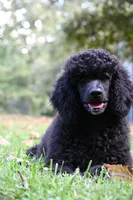 Poppi , a female Poodle - Standard  for sale in Crossville, TN – 4 of 5