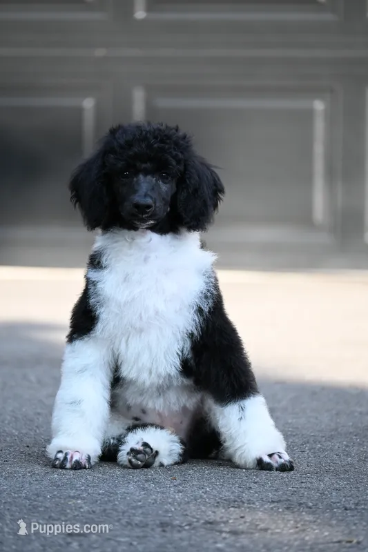 Tux  – Poodle - Standard  puppy for sale in Crossville, TN