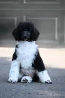 Tux , a male Poodle - Standard  for sale in Crossville, TN – 1 of 4
