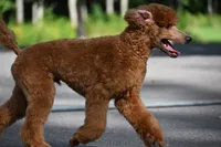 Cinder, a male Poodle - Standard  for sale in Crossville, TN – 3 of 5
