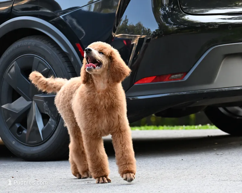 Kira  – Poodle - Standard  puppy for sale in Crossville, TN