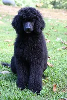 Poppi , a female Poodle - Standard  for sale in Crossville, TN – 2 of 5