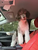 Geni , a male Poodle - Standard  for sale in Crossville, TN – 3 of 3