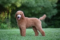 Kira , a female Poodle - Standard  for sale in Crossville, TN – 8 of 8