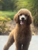 Kira , a female Poodle - Standard  for sale in Crossville, TN – 5 of 8