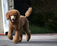 Cinder, a male Poodle - Standard  for sale in Crossville, TN – 5 of 5