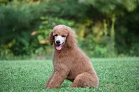 Kira , a female Poodle - Standard  for sale in Crossville, TN – 3 of 8