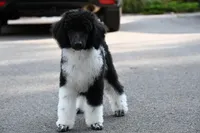 Tux , a male Poodle - Standard  for sale in Crossville, TN – 4 of 4