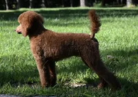 Cinder, a male Poodle - Standard  for sale in Crossville, TN – 2 of 5