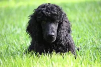 Volcum, a male Poodle - Standard  for sale in Crossville, TN – 4 of 4