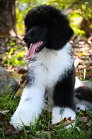 Tux , a male Poodle - Standard  for sale in Crossville, TN – 2 of 4