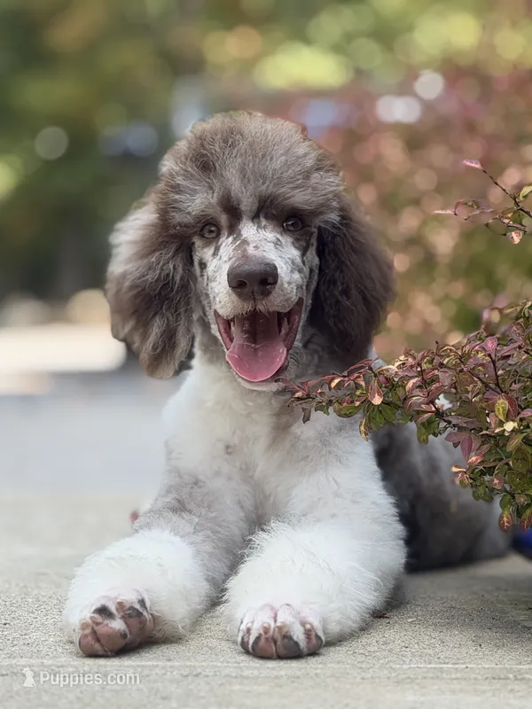 Geni  – Poodle - Standard  puppy for sale in Crossville, TN