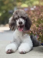 Geni , a male Poodle - Standard  for sale in Crossville, TN – 1 of 3