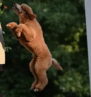 Kira , a female Poodle - Standard  for sale in Crossville, TN – 2 of 8