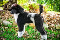 Tux , a male Poodle - Standard  for sale in Crossville, TN – 3 of 4