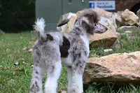Geni , a male Poodle - Standard  for sale in Crossville, TN – 2 of 3
