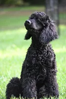 Volcum, a male Poodle - Standard  for sale in Crossville, TN – 3 of 4