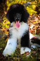 Tux , a male Poodle - Standard  for sale in Crossville, TN – 4 of 4