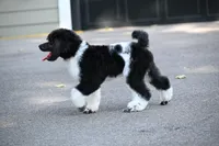 Tux , a male Poodle - Standard  for sale in Crossville, TN – 3 of 4