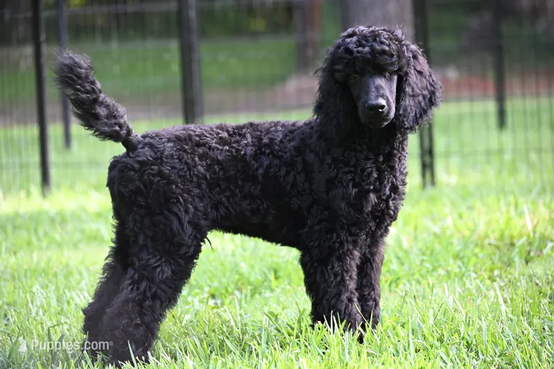 Volcum – Poodle - Standard  puppy for sale in Crossville, TN