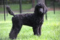 Volcum, a male Poodle - Standard  for sale in Crossville, TN – 1 of 4