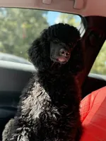 Poppi , a female Poodle - Standard  for sale in Crossville, TN – 5 of 5