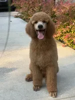 Kira , a female Poodle - Standard  for sale in Crossville, TN – 6 of 8